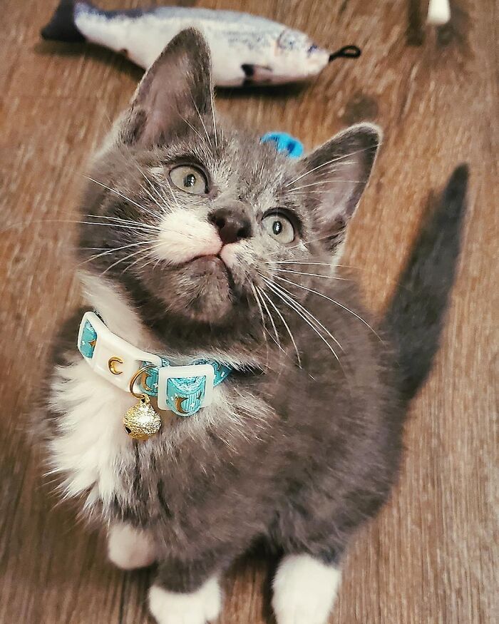Gray and white cat wearing a collar sitting on a wooden floor with a toy fish in the background, cat hated taking pills.