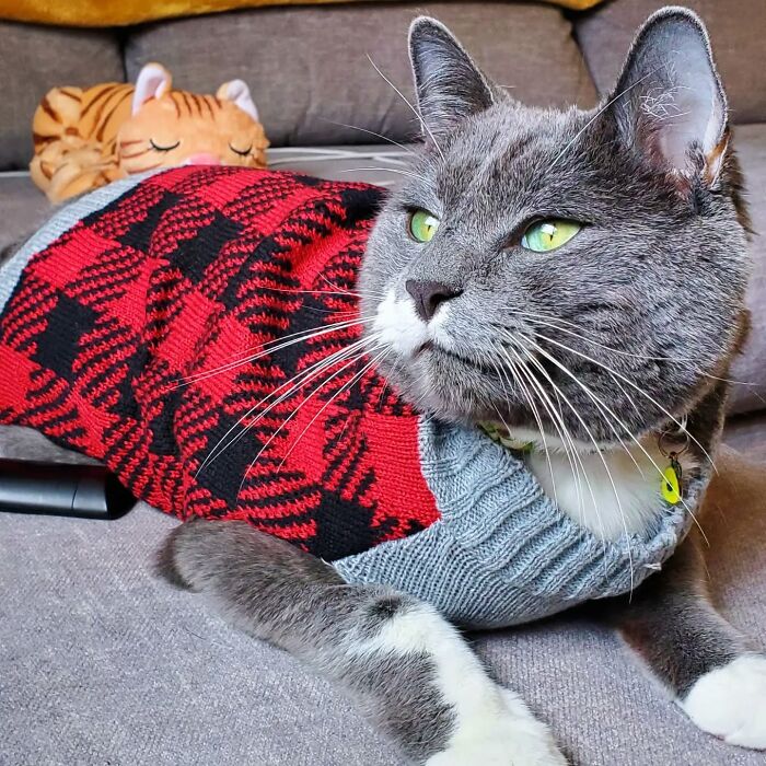 Gray and white cat wearing a red and black sweater, looking alert after hating taking pills until human found a way to make it work