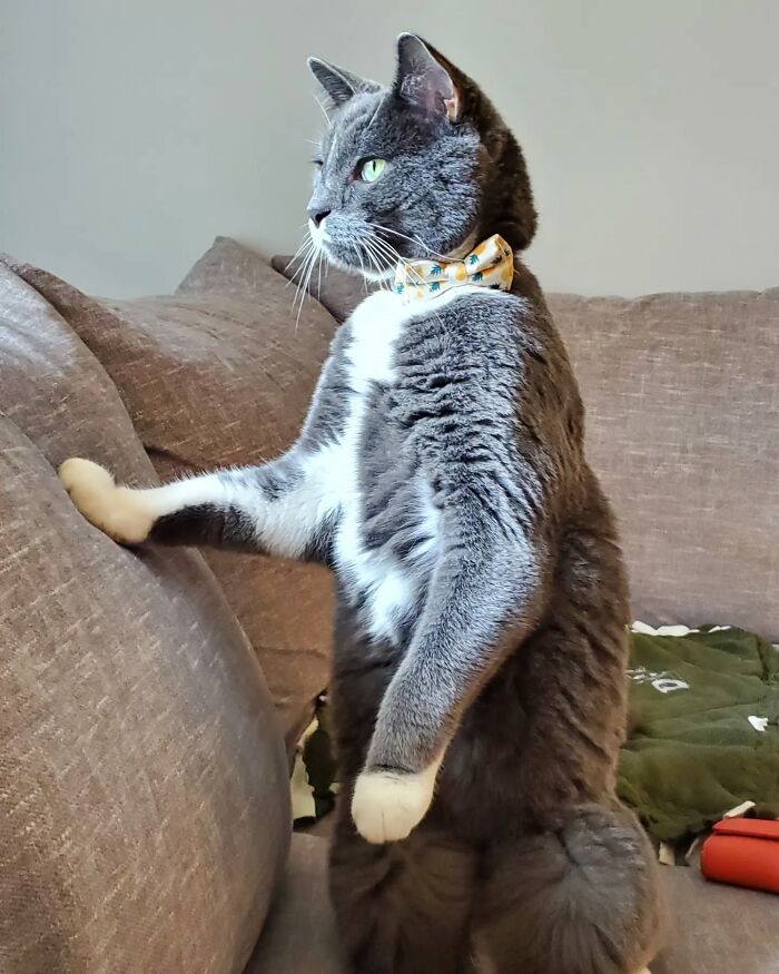Gray and white cat wearing a bowtie standing on hind legs against a couch, showing attitude toward taking pills.
