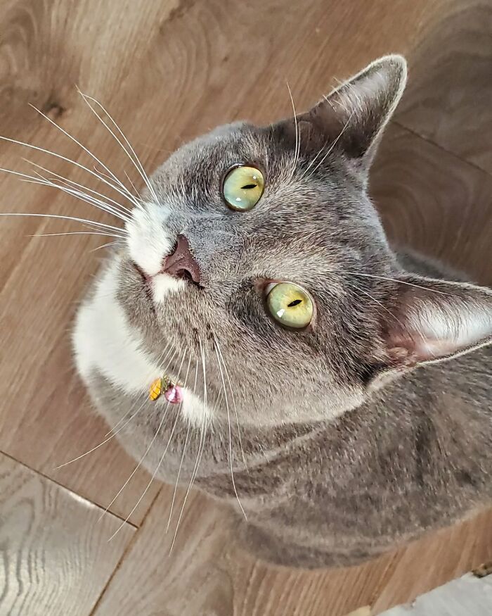 Gray and white cat with green eyes looking up, showcasing a pet that hated taking pills until a new method worked.