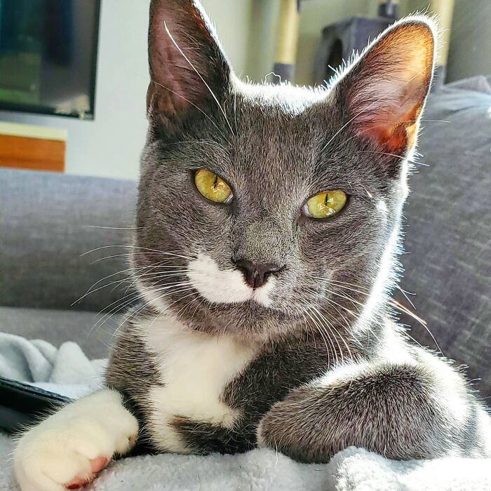 Gray and white cat with yellow eyes relaxing on a blanket, showing a calm expression related to cat pill challenges.