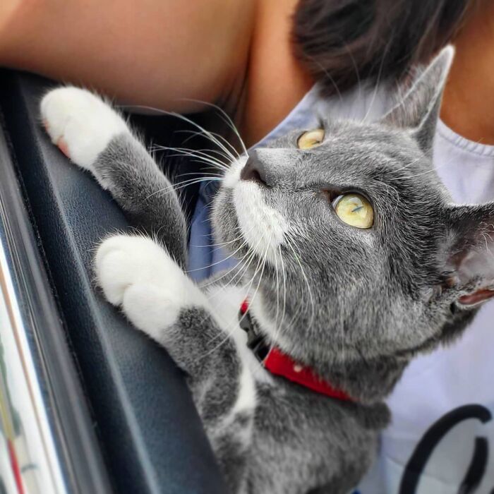 Gray and white cat wearing a red collar looking up, showing the cat hated taking pills until a brilliant method was found.