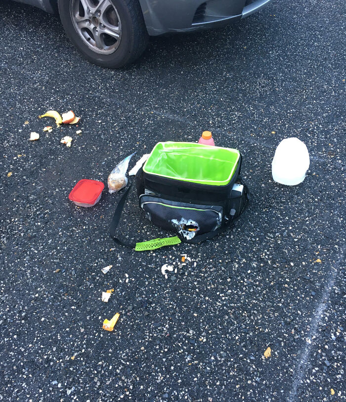 Lunch bag and spilled food scattered on asphalt under a car tire, showing an epic work fail moment outdoors.
