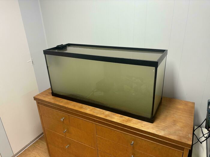 Empty fish tank with cloudy water on a wooden dresser illustrating a funny unfortunate situation from forgetting something important.
