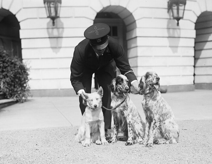 Vintage black and white photo of a man in uniform with three dogs in Washington, D.C., 1920s historical scene.