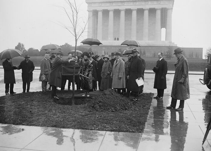 Vintage black and white photo of a group planting a tree near a Washington D.C. monument, umbrellas open in the rain.
