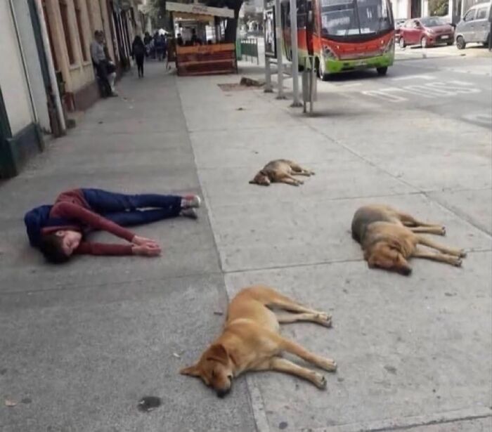 Person lying on sidewalk among three dogs also lying down, creating a confusing scene of stillness and symmetry.