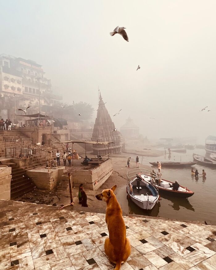 Dog sitting by river with boats and temple in foggy morning, inspiring travel and explore Asia photography.