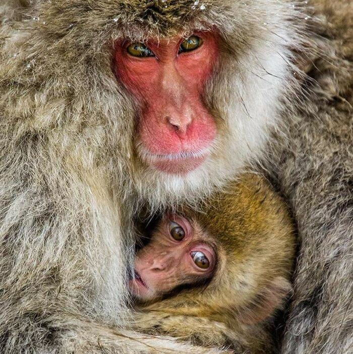 Close-up of a mother and baby monkey in nature, showcasing a stunning wildlife photography moment in the wild.