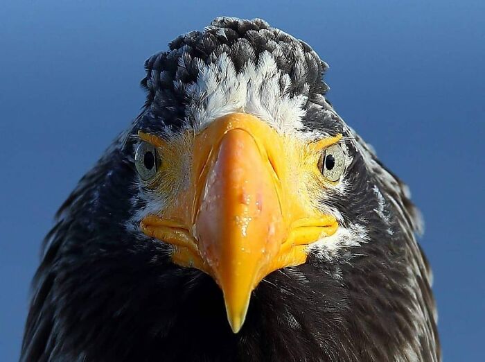 Close-up of a wildlife photographer’s stunning shot capturing a detailed portrait of a bird in nature.
