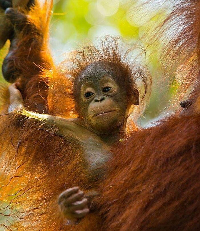 Baby orangutan clinging to its mother in a forest setting captured by wildlife photographer showcasing stunning shots of nature.