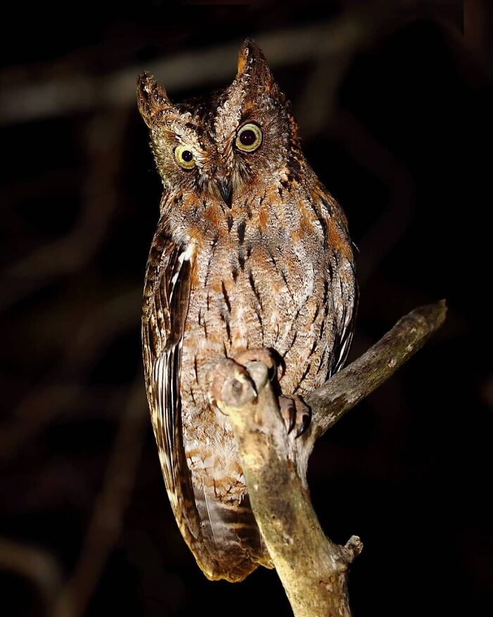 Close-up of a wildlife photographer's stunning nature shot featuring a detailed owl perched on a branch at night.