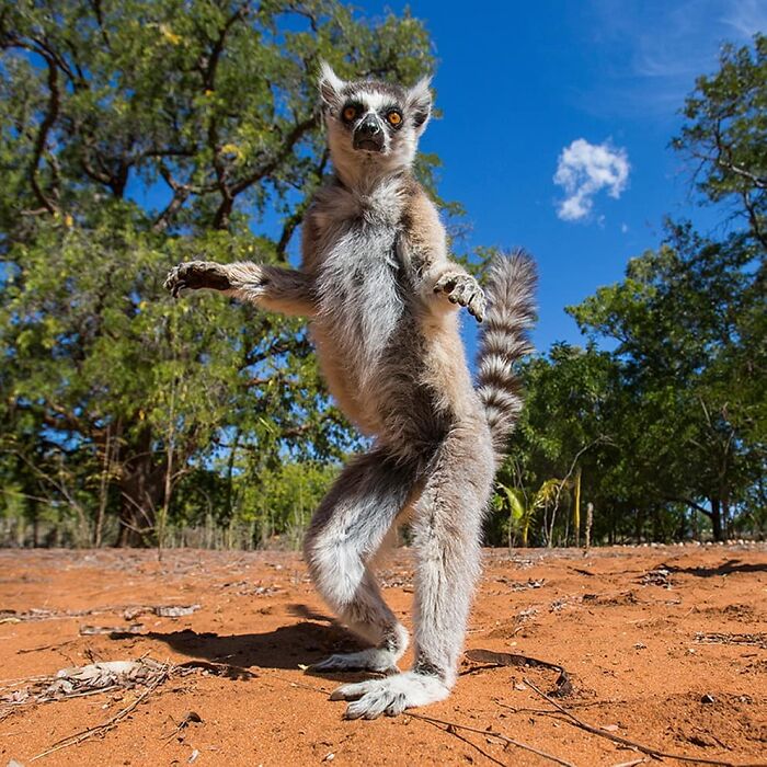 Lemur captured in a wildlife photographer’s stunning shot of nature, standing on red soil with trees and blue sky background.