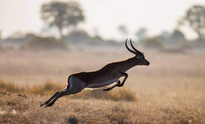Antelope mid-leap in golden grassland captured by wildlife photographer showcasing stunning nature shots.