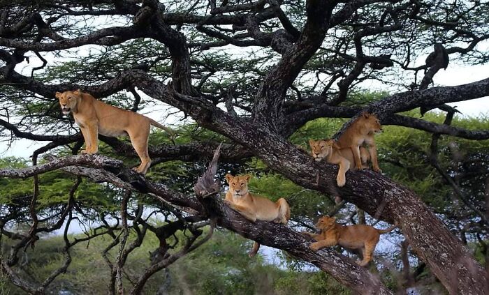 Lions resting on large tree branches in natural habitat, showcasing stunning wildlife photography of nature around the world.