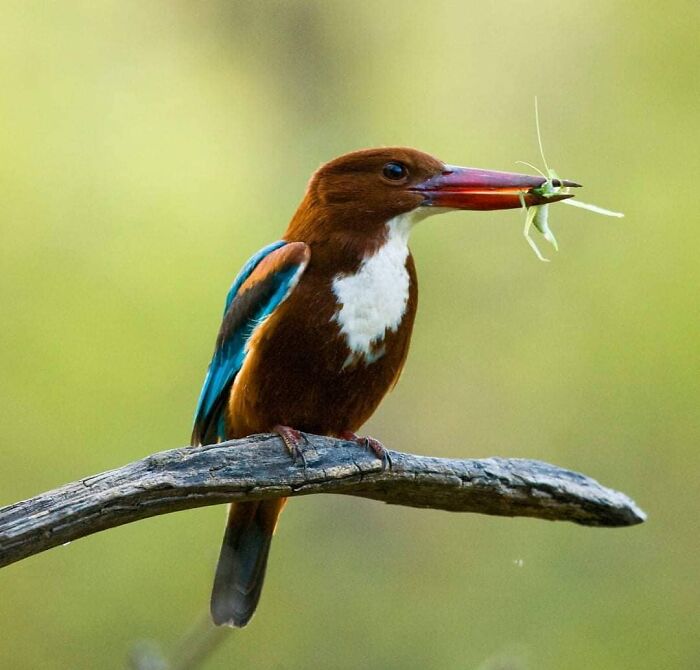 Wildlife photographer captures a kingfisher perched on a branch holding an insect in its beak in nature.