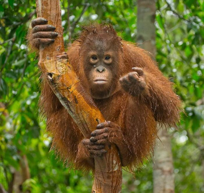 Young orangutan clinging to tree branch in lush green forest, captured by wildlife photographer showcasing nature's beauty.