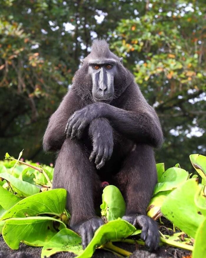 Wildlife photographer captures a close-up of a black crested macaque sitting among lush green plants in nature.