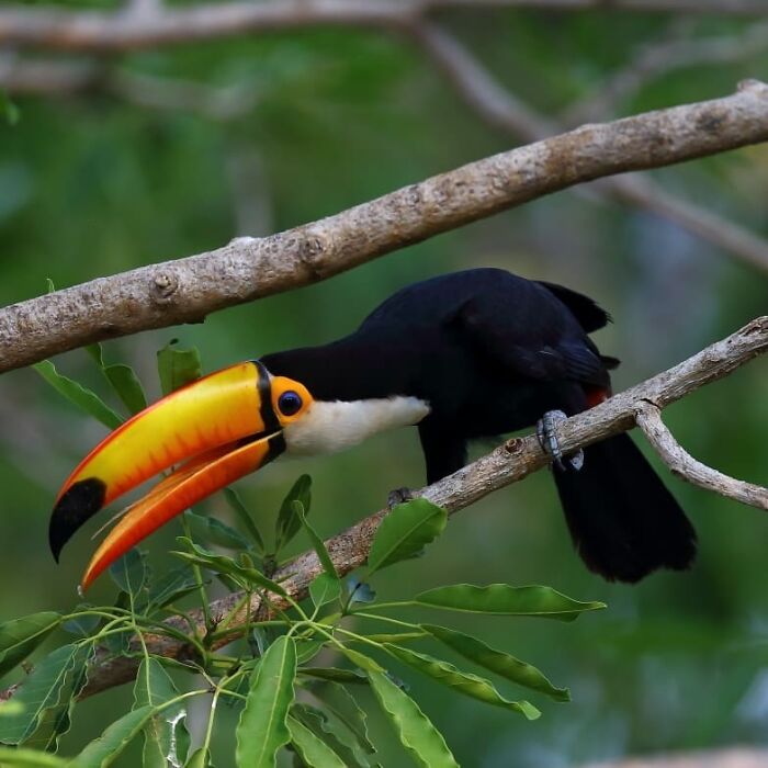 Toucan perched on a tree branch in a lush forest, showcasing stunning nature from wildlife photography around the world.
