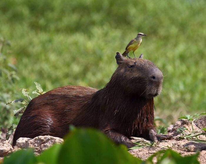 Capybara lying on the ground with a small bird perched on its head, showcasing stunning wildlife nature photography.