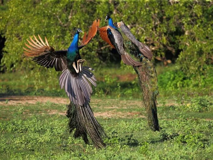Two peacocks in mid-air display captured by a wildlife photographer traveling the world showcasing stunning nature shots.
