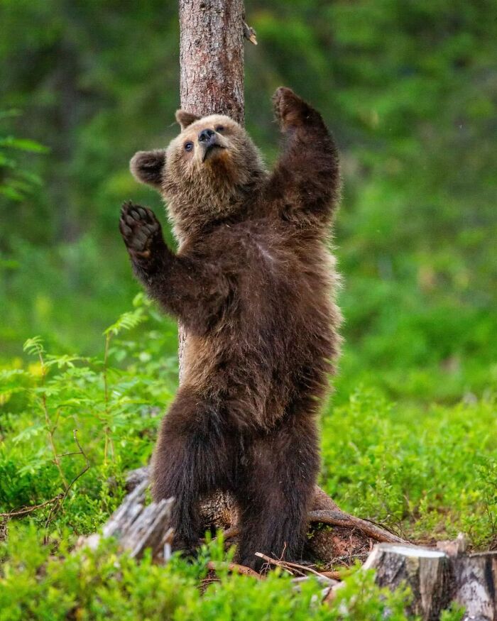 Young brown bear standing on hind legs in a green forest, showcasing wildlife in nature captured by a wildlife photographer.