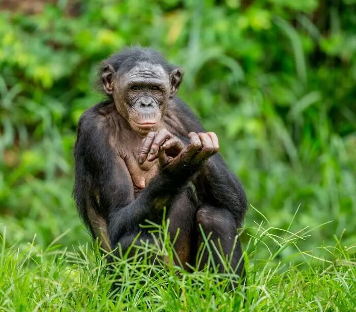 Bonobo sitting in the grass, captured in a wildlife photographer's stunning shot of nature in the wild.