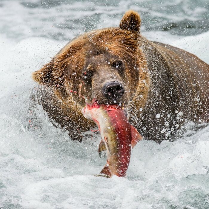 Wildlife photographer captures close-up of a brown bear catching a fish in rushing river water.