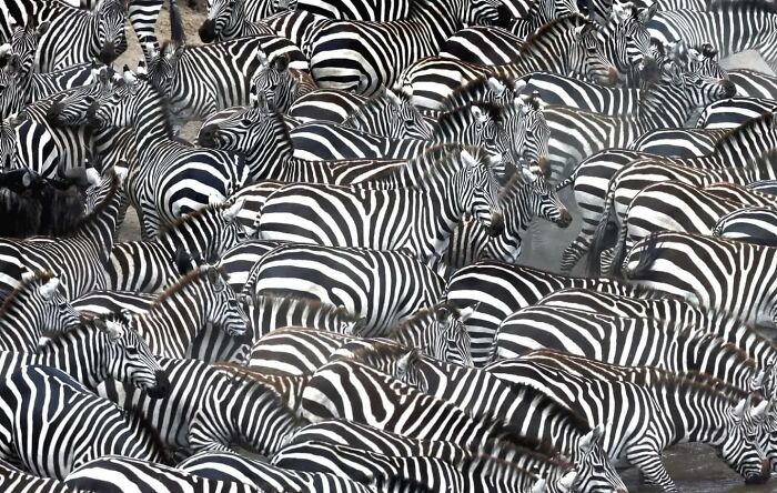 Herd of zebras tightly packed together in a natural wildlife setting, showcasing stunning nature photography.