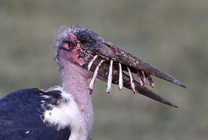 Marabou stork with a long beak holding fish bones, captured during wildlife photographer’s stunning shots of nature.
