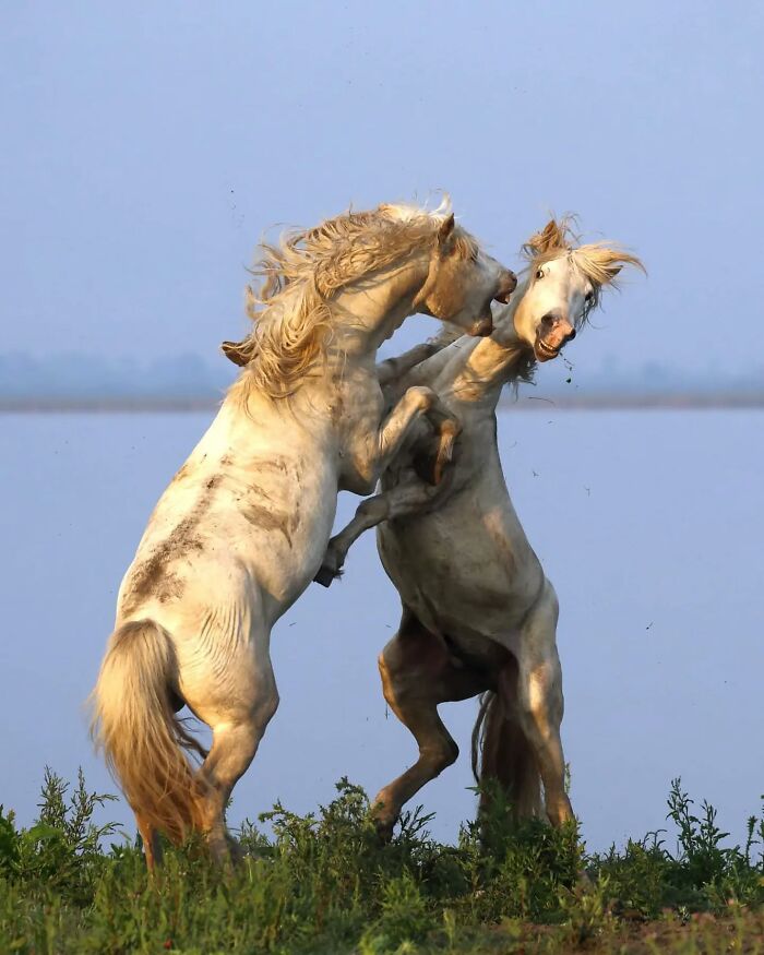 Two wild horses playfully fighting on grassy land near a body of water, captured in stunning wildlife photography.