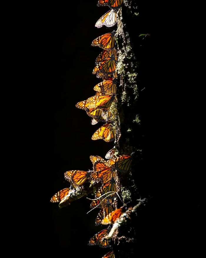 Cluster of monarch butterflies resting on a tree branch captured by wildlife photographer showcasing stunning shots of nature.