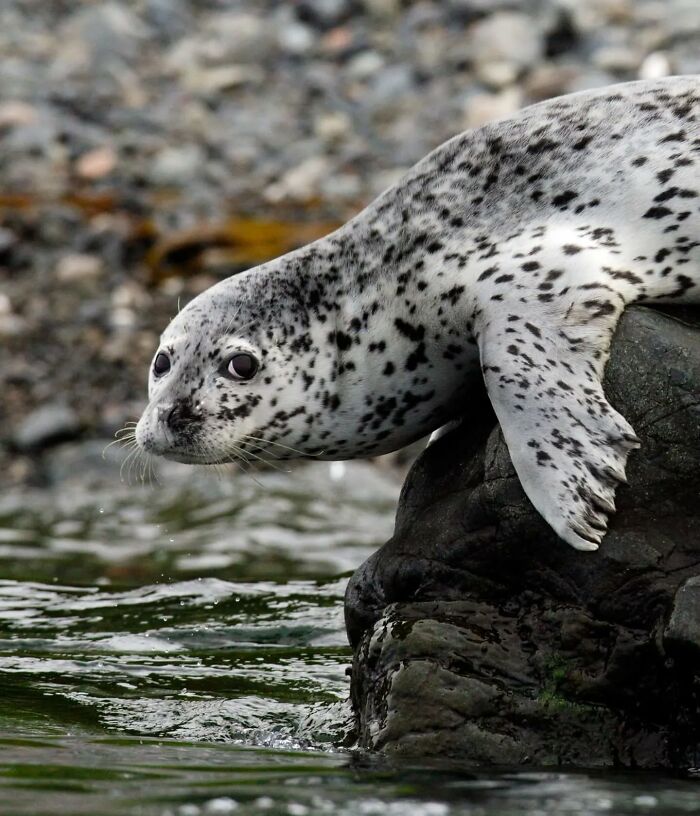Spotted seal resting on a rock near water, showcasing wildlife photography capturing stunning shots of nature.
