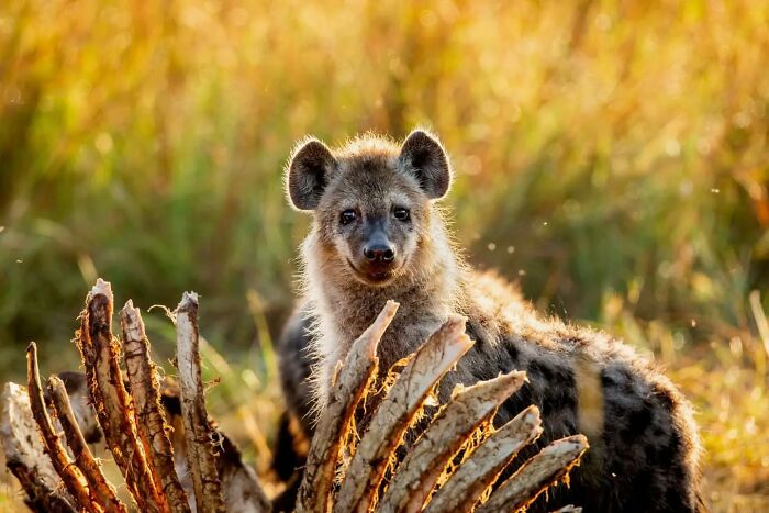 Hyena captured in golden light by wildlife photographer showcasing stunning shots of nature in the wild.