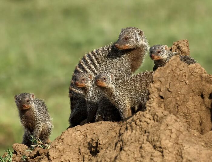 Group of banded mongooses captured in stunning wildlife photography showcasing nature in the wild environment.