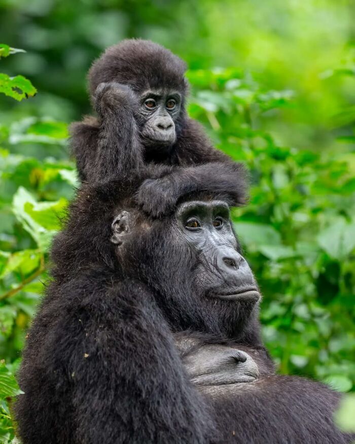 Young gorilla riding on adult gorilla's back in lush green forest, showcasing stunning wildlife nature photography.