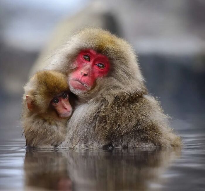 Two Japanese macaques in water, showcasing stunning shots of nature by a wildlife photographer.