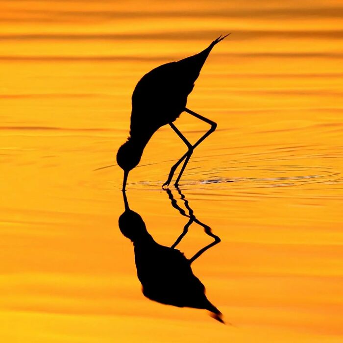 Silhouette of a bird wading in water at sunset, showcasing stunning nature captured by a wildlife photographer.