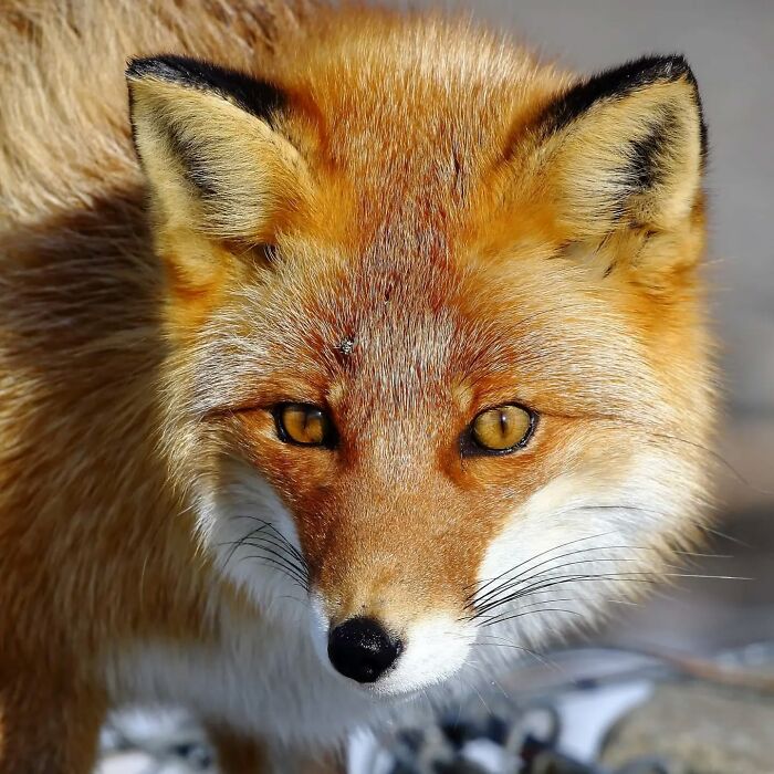 Close-up of a red fox showcasing the beauty of wildlife in stunning nature photography.