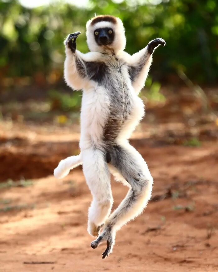 White lemur captured in mid-air leap in natural habitat by wildlife photographer showcasing stunning nature photography.