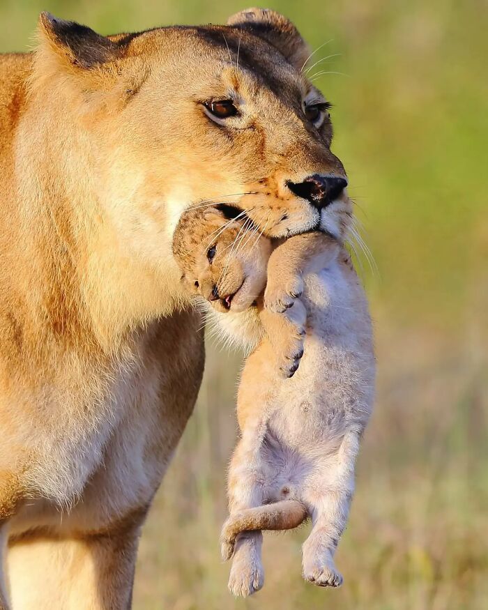Wildlife photograph of a lioness carrying her cub gently, showcasing stunning shots of nature in the wild.