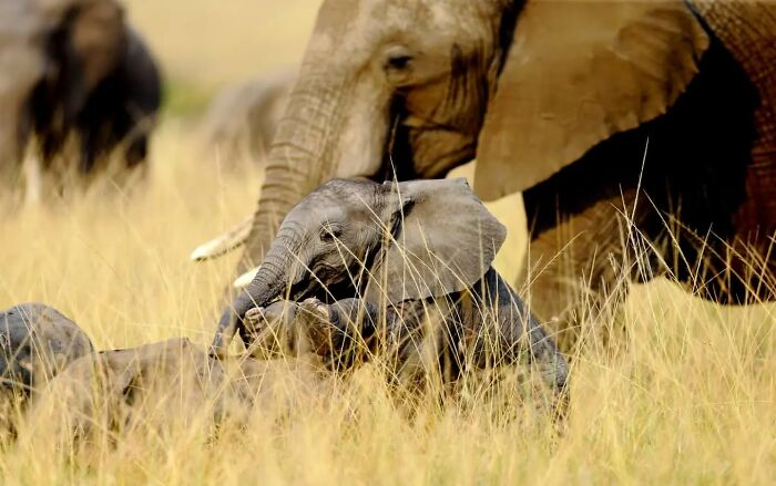 Baby elephant playing in tall grass with adult elephant in the background, showcasing wildlife photographer’s stunning nature shots