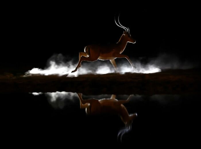 Antelope leaping through mist at night with reflection, showcasing stunning wildlife and nature photography.