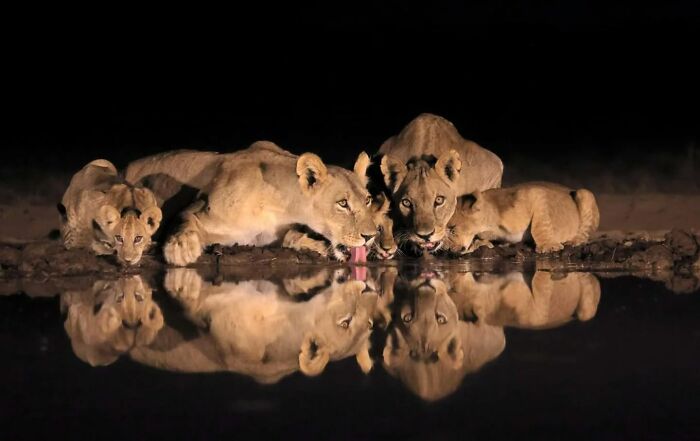 A group of lions drinking water at night, showcasing stunning wildlife photography capturing nature’s beauty and behavior in the wild.