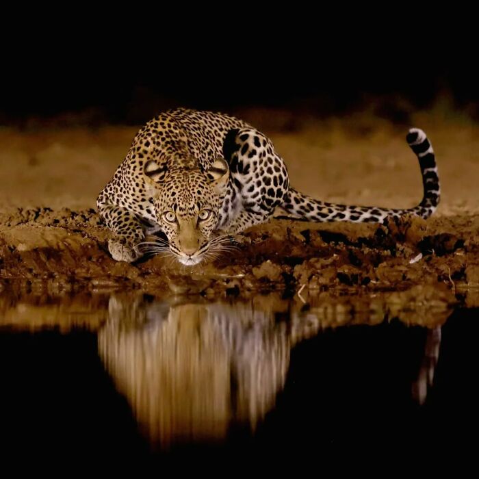 Leopard drinking water at night by a waterhole, captured in a stunning wildlife photographer's nature shot.