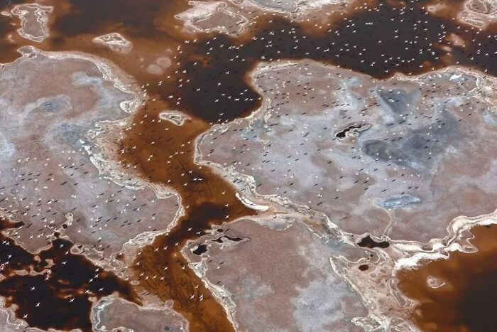 Aerial view of a wildlife habitat with numerous birds scattered over water and land in a natural landscape.
