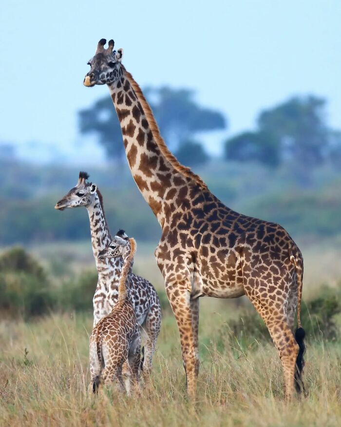 Three giraffes standing in a grassland, showcasing stunning wildlife captured by a nature photographer during world travels.