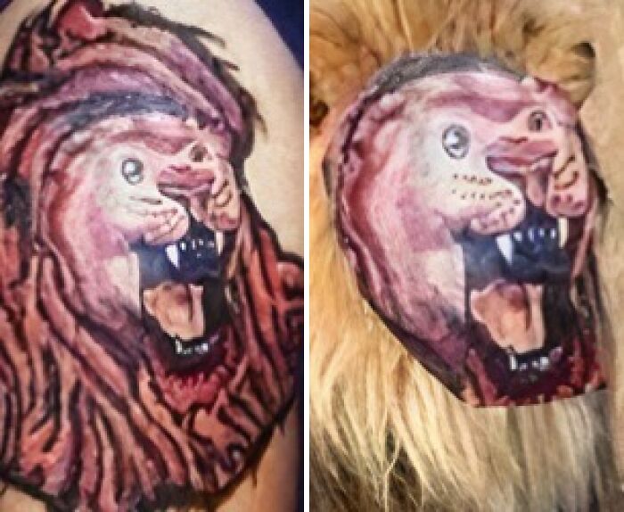 Close-up of an abysmally bad tattoo of a lion on an arm alongside a real lion with the same tattoo face overlay.