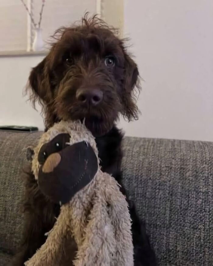 Brown dog holding a worn stuffed toy sitting on a gray couch, showcasing wholesome and amazing moments.