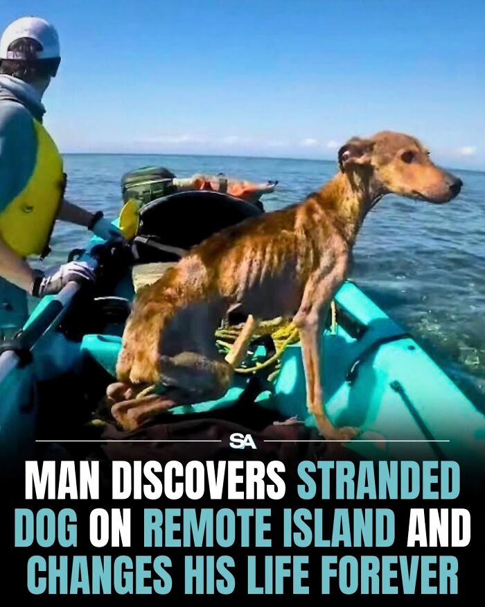 Man rescuing a stranded dog on a remote island, showcasing a wholesome moment in the wonderful world of animal rescue.